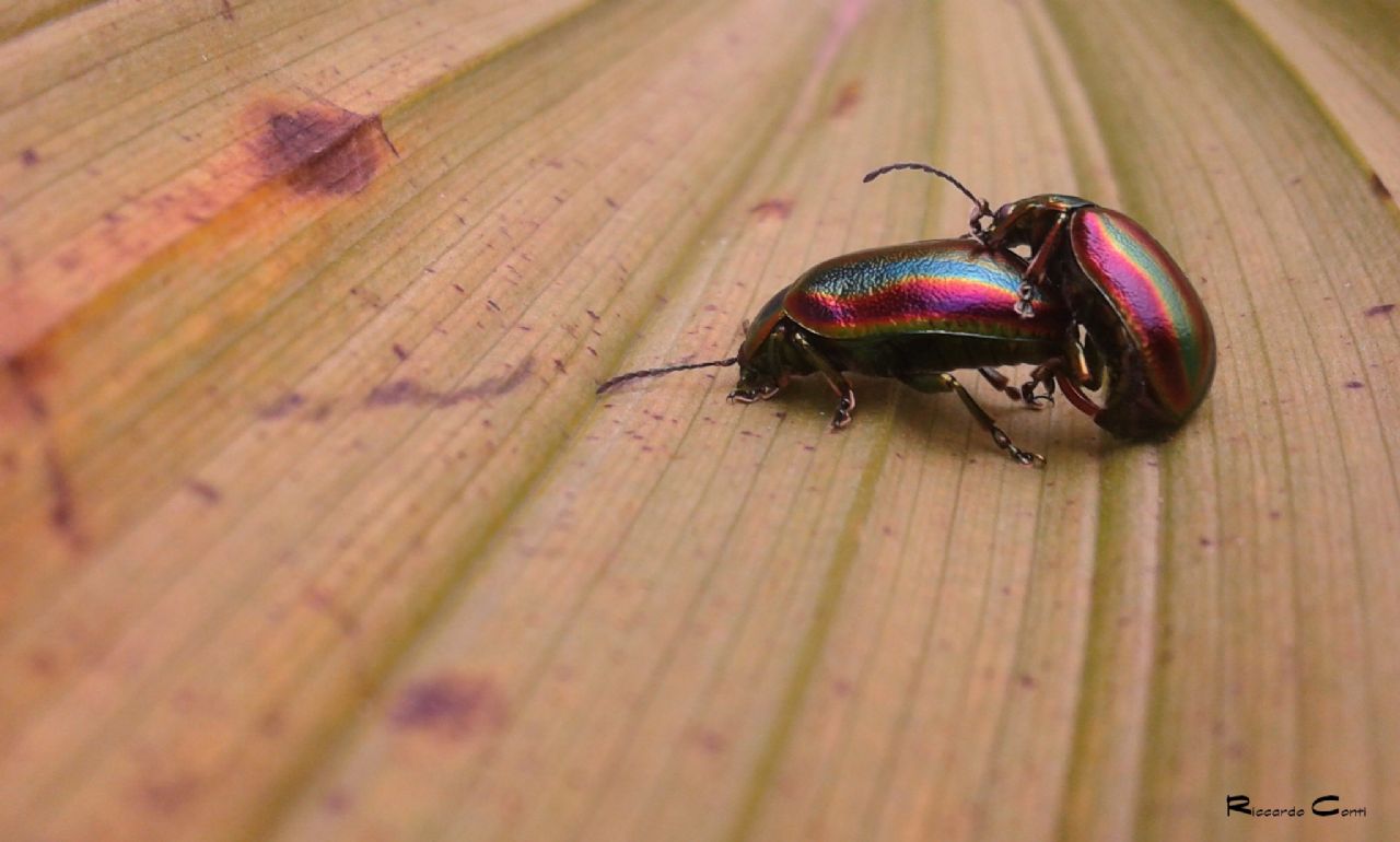 Intimit di una coppia di Oreina speciosa, Chrysomelidae